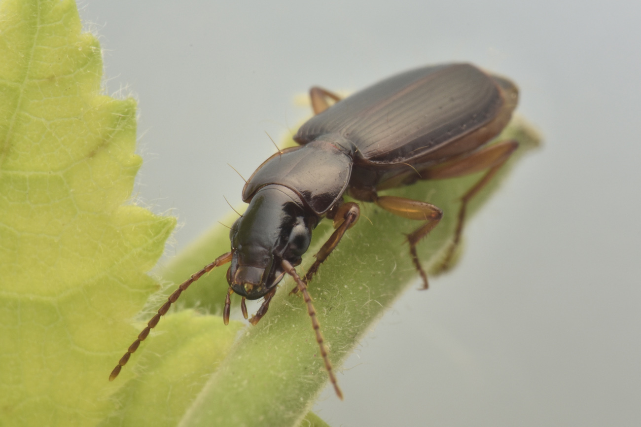 Carabidae: Pseudomasorerus canigoulensis? S.